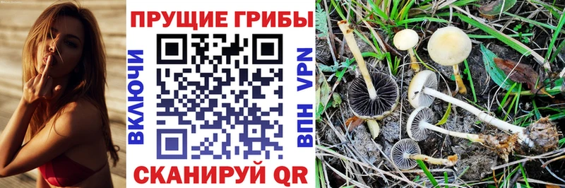 Галлюциногенные грибы Psilocybine cubensis  Урус-Мартан 